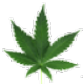 Marijuana Leaf